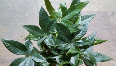 富贵子是喜阴植物吗？需要阳光直射吗？