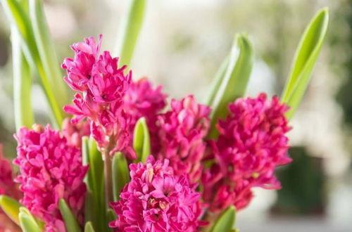 紫红色风信子的花语是什么？紫红色风信子代表了哪些含义？