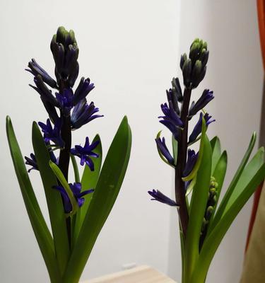 紫红色风信子的花语是什么？紫红色风信子代表了哪些含义？