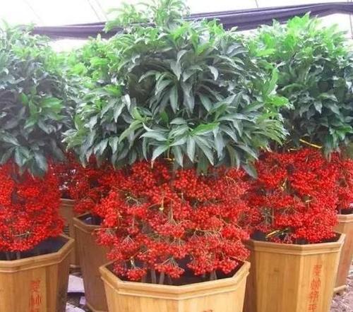 富贵子浇水方法有哪些？如何正确为富贵子浇水？