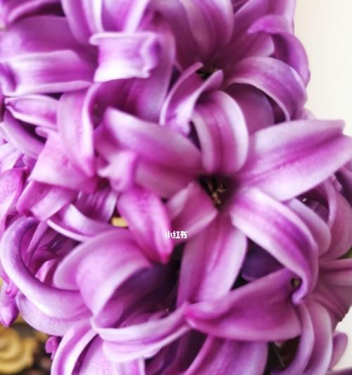 紫色的风信子花语是什么？紫色风信子代表的含义有哪些？
