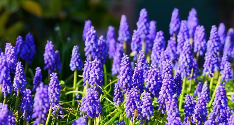 紫色的风信子花语是什么？紫色风信子代表的含义有哪些？