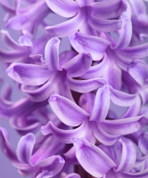 紫色的风信子花语是什么？紫色风信子代表的含义有哪些？