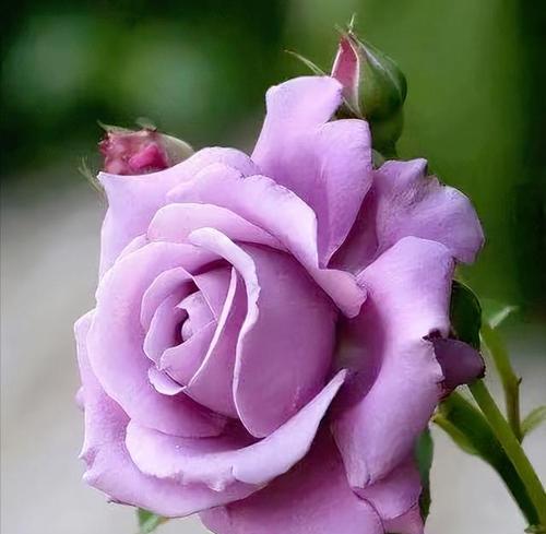 紫色月季代表什么花语？紫色月季花的含义有哪些？