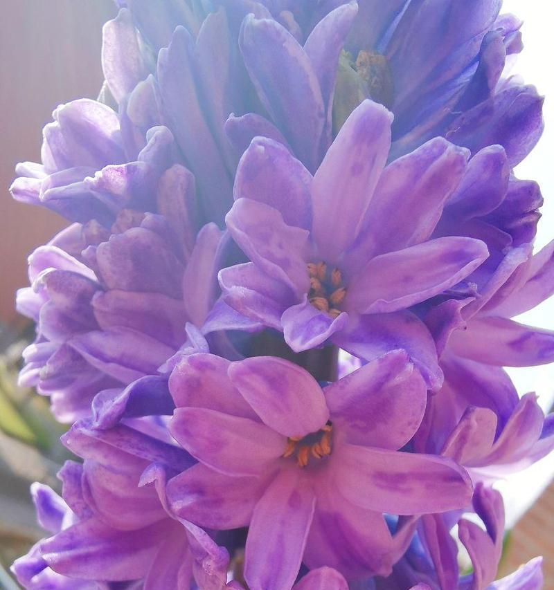 紫色风信子的花语是什么？如何正确解读紫色风信子的含义？