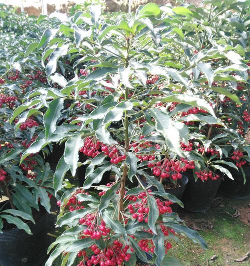 富贵籽几月份开花结果？如何促进其开花和结果？