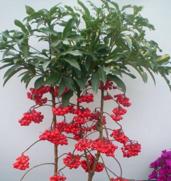 富贵籽发芽速度慢怎么办？快速发芽的秘诀是什么？