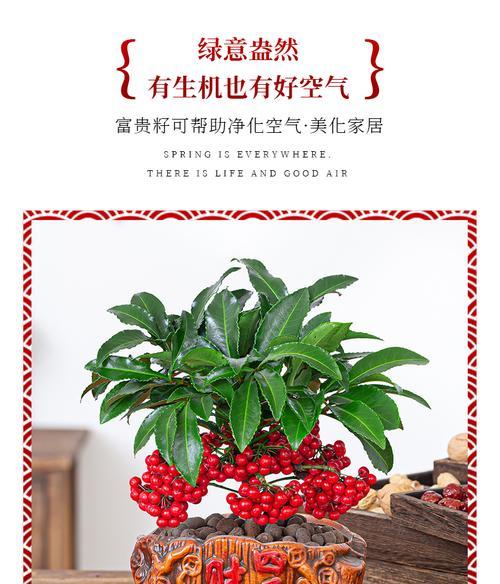 富贵籽发芽速度慢怎么办？快速发芽的秘诀是什么？
