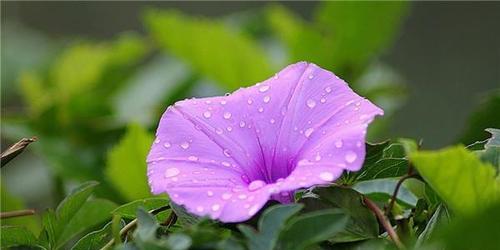 紫色野菊花代表什么花语？如何正确解读紫色野菊花的含义？