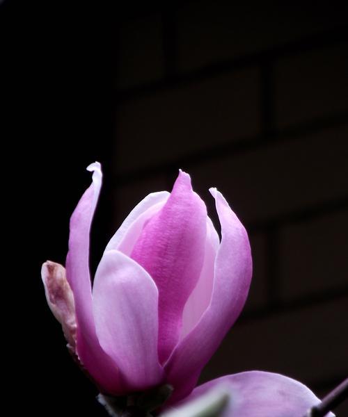 紫色玉兰花代表什么含义？紫色玉兰花的花语有哪些常见问题？