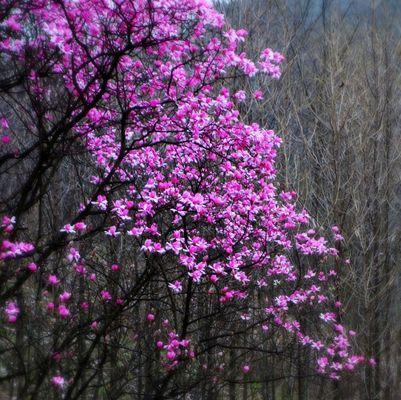 紫色玉兰花代表什么含义？紫色玉兰花的花语有哪些常见问题？