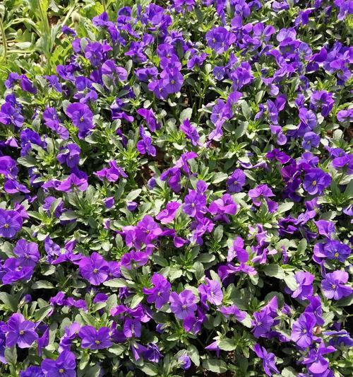 紫色玉兰花代表什么含义？紫色玉兰花的花语有哪些常见问题？