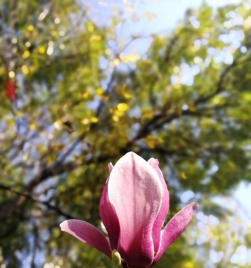 紫玉兰花象征着什么？紫玉兰花的寓意有哪些常见问题解答？