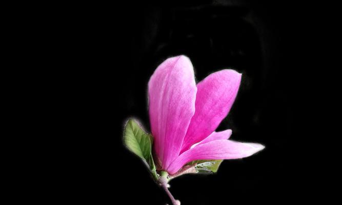 紫玉兰花象征着什么？紫玉兰花的寓意有哪些常见问题解答？
