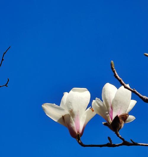 紫玉兰花象征着什么？紫玉兰花的寓意有哪些常见问题解答？