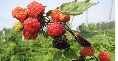 覆盆子种植的最佳地点是什么？如何选择合适的种植环境？