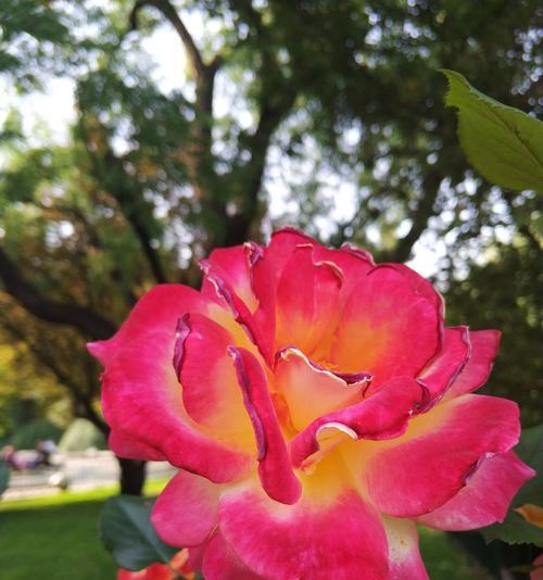 紫月季花语是什么？了解紫月季的象征意义和文化背景？