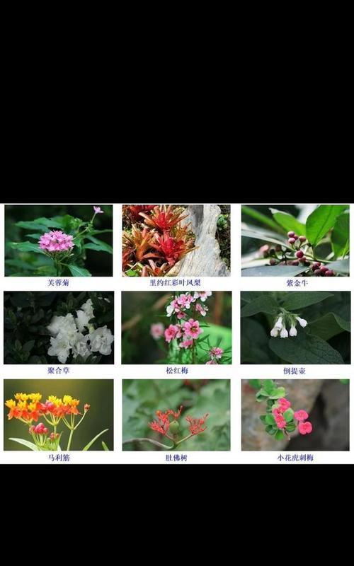 覆盆子种植环境偏好？喜阴还是喜阳？