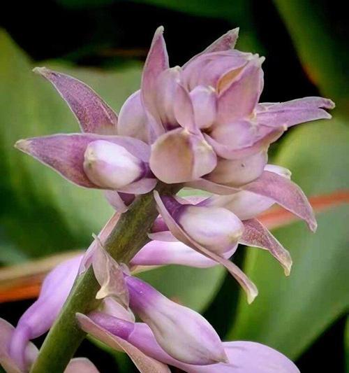 子萼玉簪花语有哪些含义？