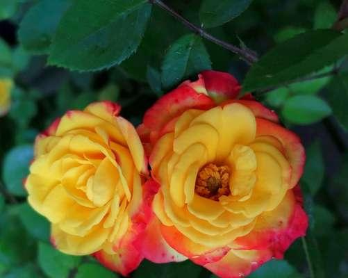 芙蓉月季花语是什么？如何用月季表达爱意？