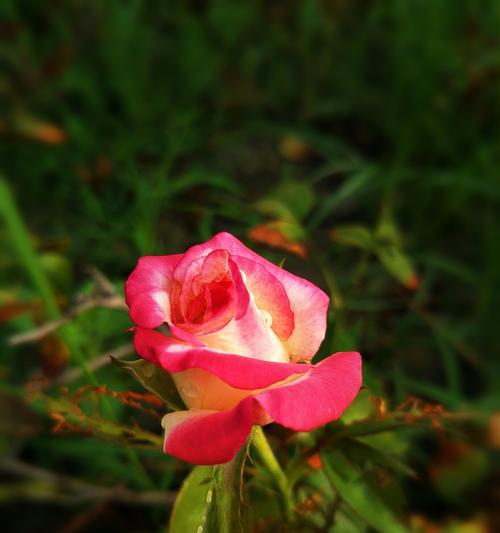 芙蓉月季花语是什么？如何用月季表达爱意？