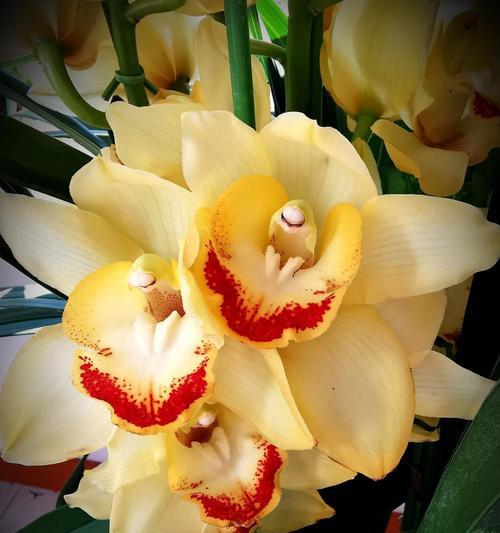蕙兰花语和寓意是什么意思？如何正确理解蕙兰的象征意义？