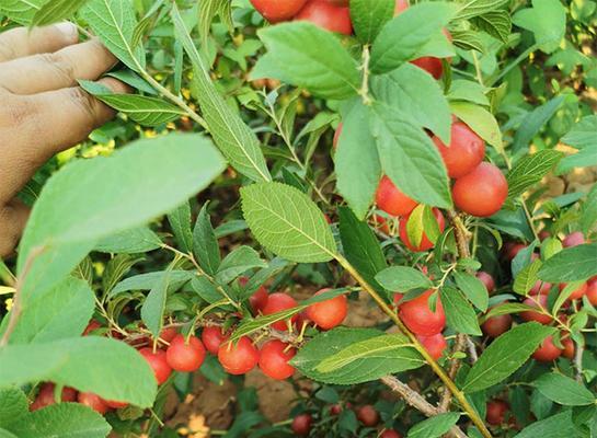 钙果几年开花结果？如何促进钙果快速结果？