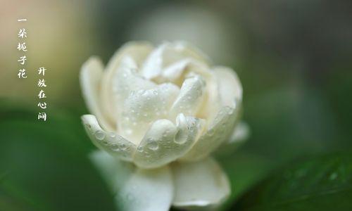 栀子花通常几月开花？它象征着什么意义？