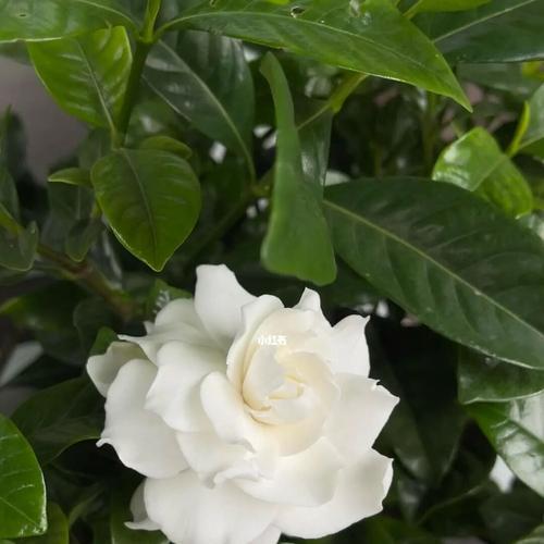 栀子花通常几月开花？它象征着什么意义？