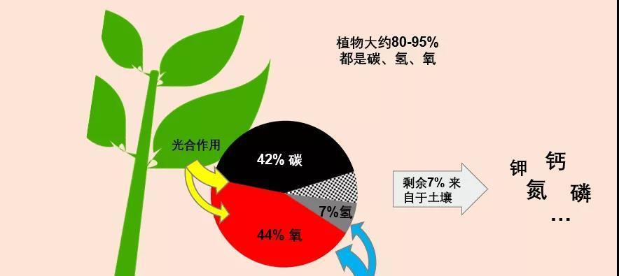 钙果种子种植方法是什么？如何确保高成活率？