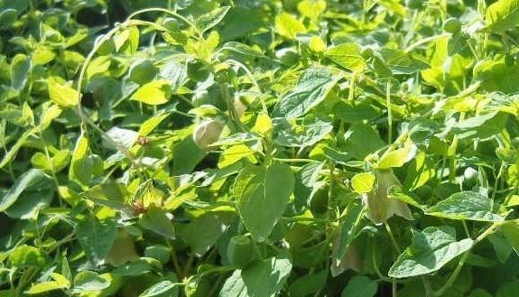 甘草的生长周期是多长时间？如何优化甘草的种植效率？