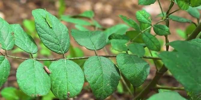 甘草的生长周期是多长时间？如何优化甘草的种植效率？
