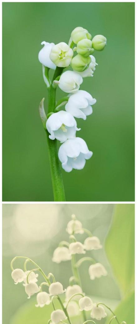 钤兰花的花语代表什么含义？