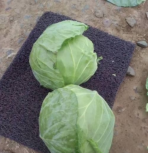甘蓝成熟期多少天？如何计算甘蓝的生长周期？