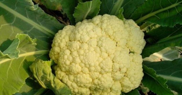 甘蓝打什么药好？防治甘蓝病虫害的有效药物有哪些？