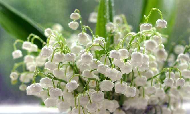 白色莲花代表什么？白色莲花的花语和象征意义是什么？