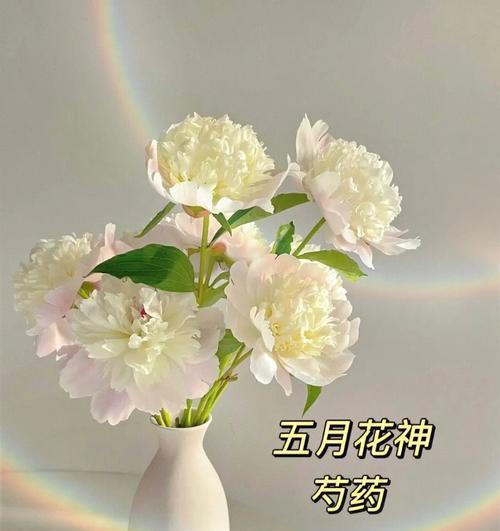 白芍花的花语是什么？有哪些关于它的传说故事？