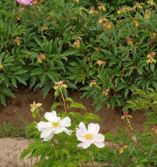 白芍花的花语是什么？有哪些关于它的传说故事？