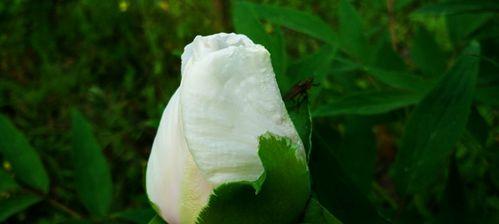 白芍花的花语是什么？有哪些关于它的传说故事？