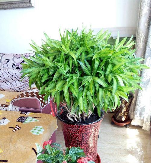 百合花与富贵竹搭配的含义是什么？如何正确摆放以增强风水？