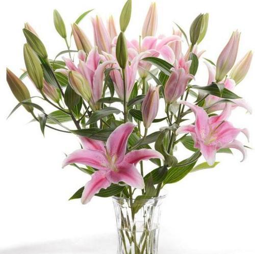 百合花象征着什么？如何表达友谊长存的含义？