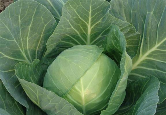 甘蓝种植的最佳时间是什么时候？如何正确种植甘蓝？