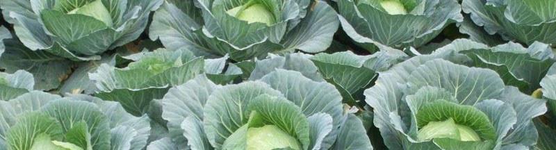 甘蓝种植的最佳时间是什么时候？如何正确种植甘蓝？
