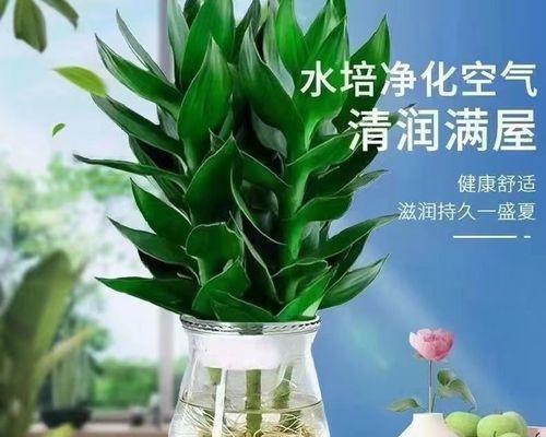 搬家时送富贵竹有什么寓意？如何正确选择和摆放？