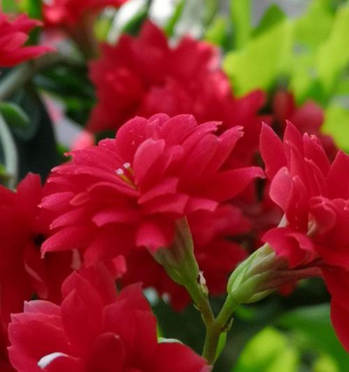 长寿花花语是什么？了解其寓意与文化含义？