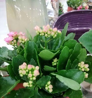 长寿花花语是什么？了解其寓意与文化含义？