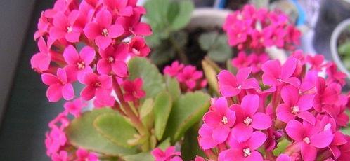长寿花花语是什么？了解其寓意与文化含义？