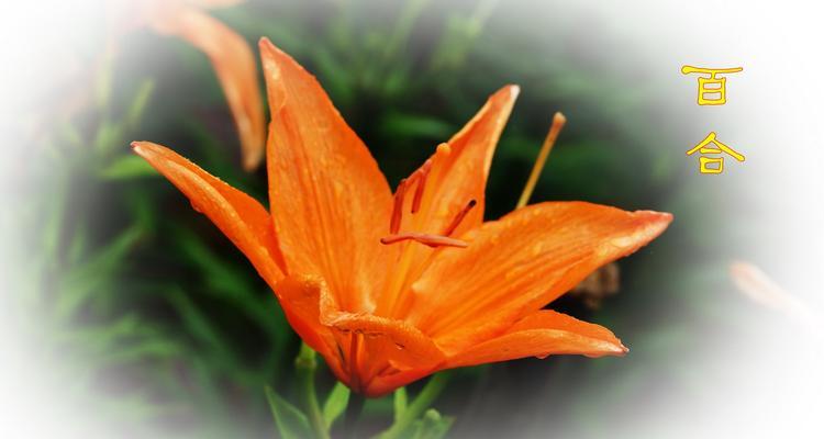 橙色百合花代表什么？花语含义有哪些常见问题解答？