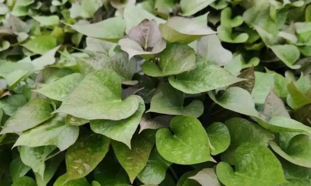 甘薯叶子的形状特征是什么？如何辨别甘薯叶子？