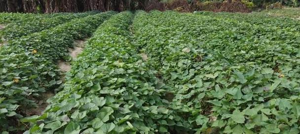甘薯属于什么科？甘薯的植物学特性有哪些？